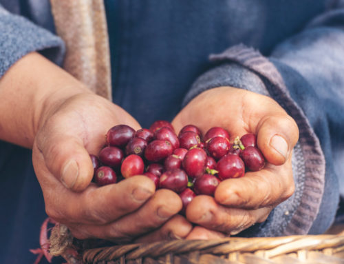 Are Farm gate prices all the same? Types and forms of selling coffee