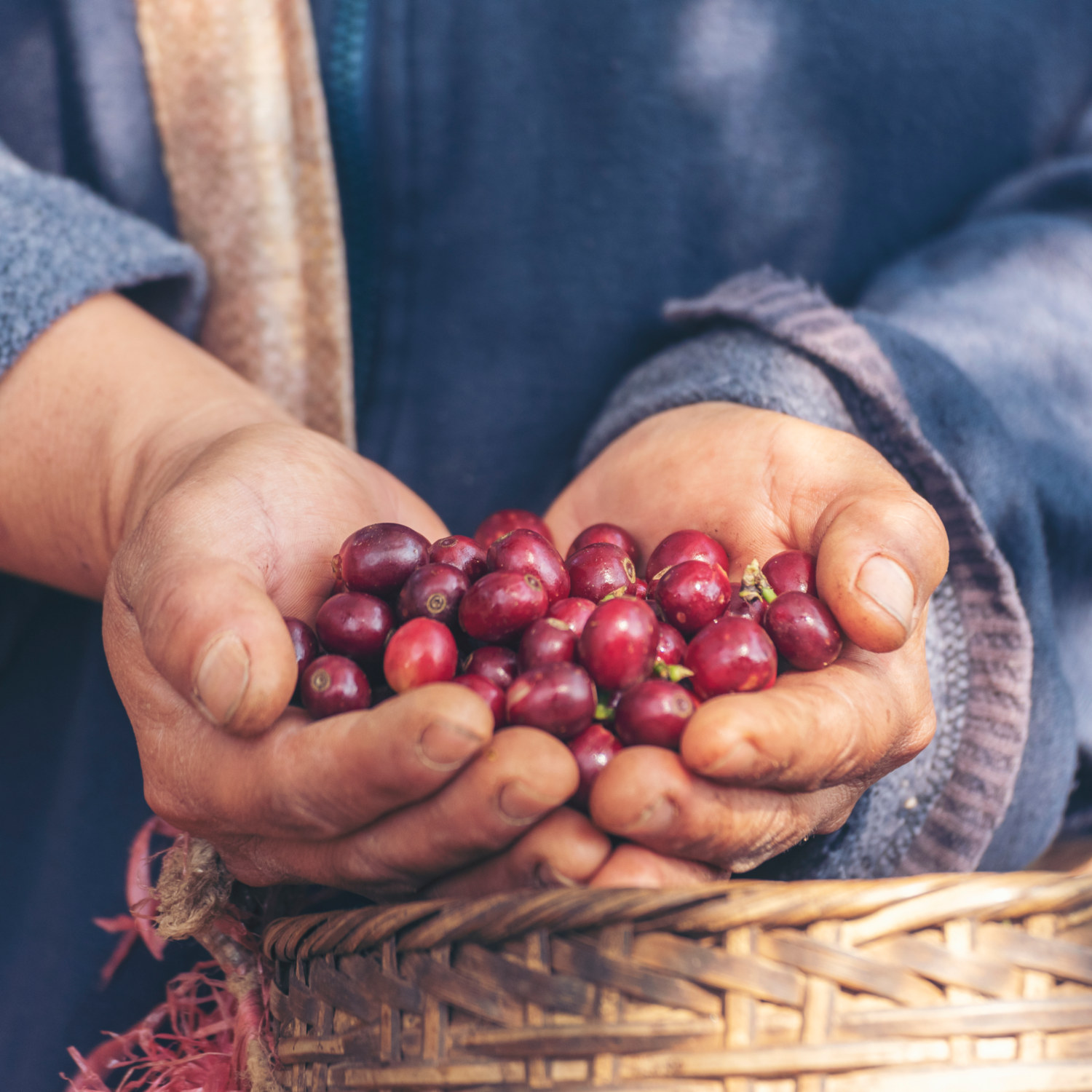 Coffee farmer holding red coffee beans in hand