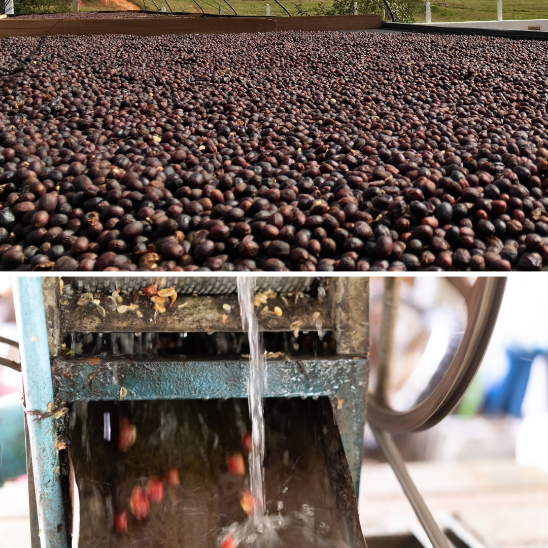 Washed and natural coffee processing