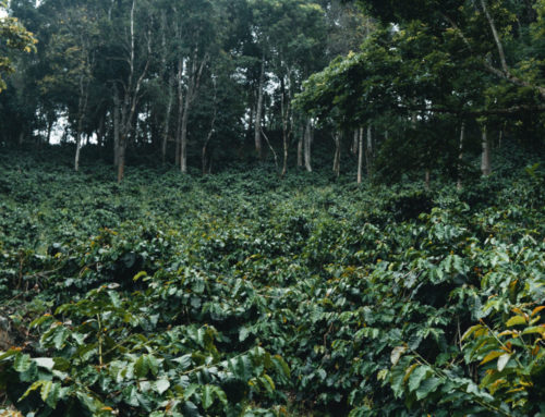 Agroforestry and coffee quality