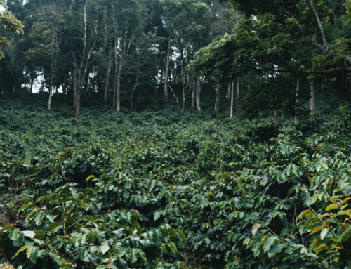 Agroforestería y Calidad del Café