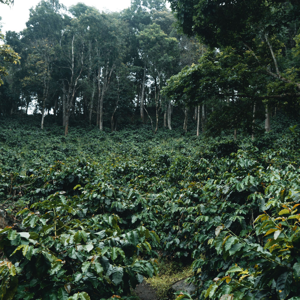Agroforestry system in coffee production