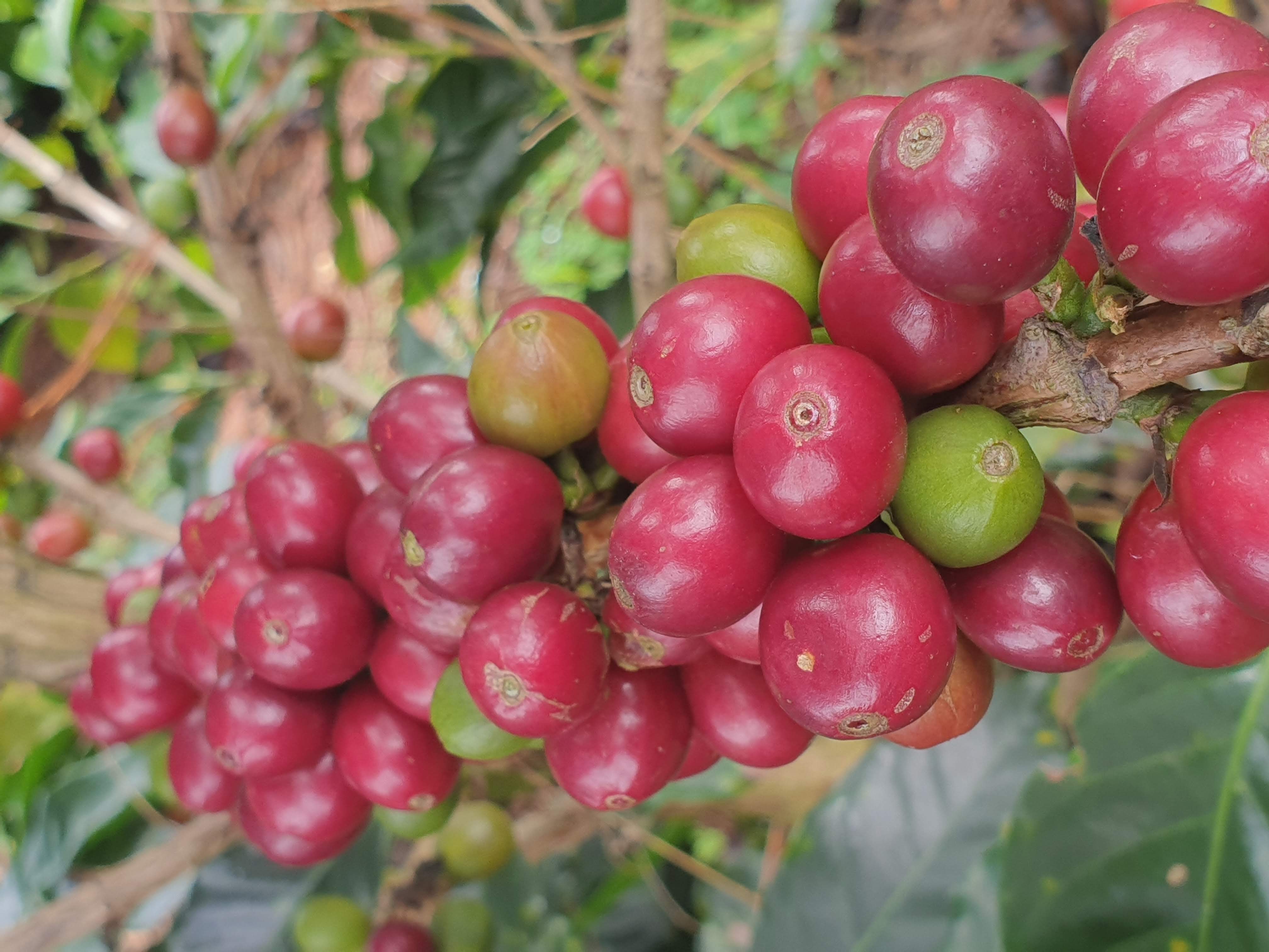 Cerezas Café Wilton Cerezas Café Wilton