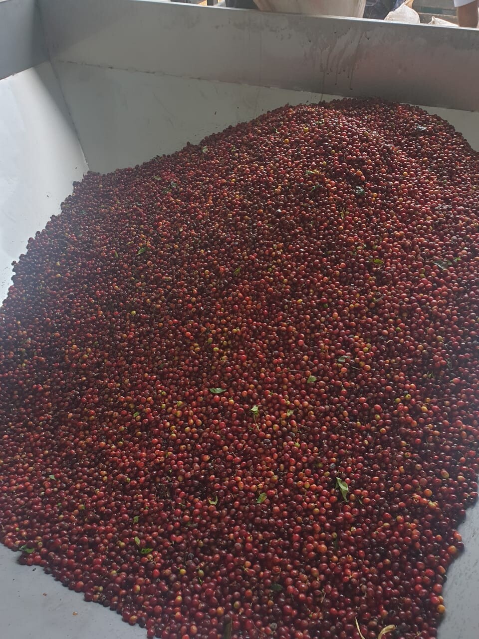 Caturra cherries GP92 Caturra cherries GP92