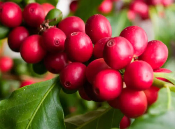 Colombia varietal Colombia varietal
