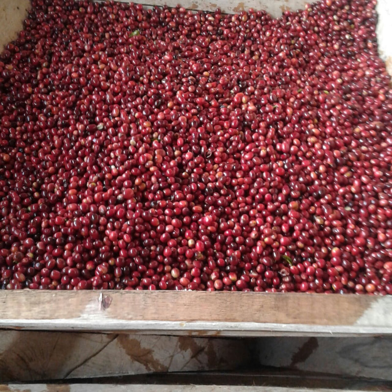 Finca-El-Zafiro12
