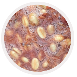 controlled fermentation coffee